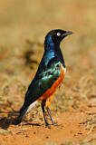Image. Superb Starling