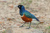 Image. Superb Starling