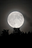 Image. Supermoon rising over forest