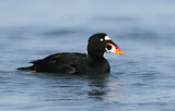 Image. Surf Scoter