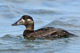 Image. Surf Scoter
