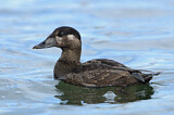Image. Surf Scoter