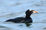 Image. Surf Scoter