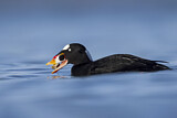 Image. Surf Scoter