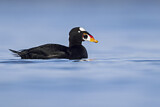 Image. Surf Scoter