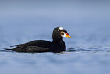 Image. Surf Scoter