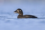 Image. Surf Scoter