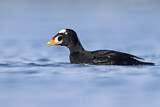 Image. Surf Scoter