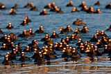 Image. Surf Scoter