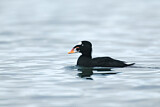 Image. Surf Scoter