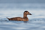 Image. Surf Scoter