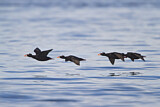 Image. Surf Scoter