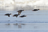 Image. Surf Scoter