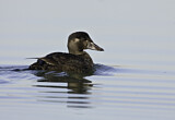 Image. Surf Scoter