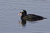 Image. Surf Scoter