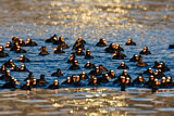Image. Surf Scoter
