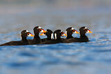 Image. Surf Scoter