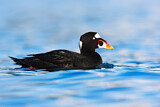 Image. Surf Scoter