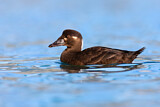 Image. Surf Scoter