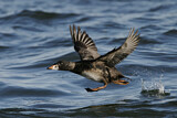 Image. Surf Scoter