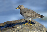 Image. Surfbird