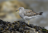 Image. Surfbird