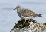 Image. Surfbird