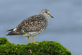 Image. Surfbird