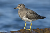 Image. Surfbird