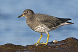 Image. Surfbird