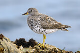 Image. Surfbird