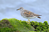 Image. Surfbird