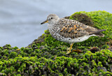 Image. Surfbird