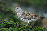 Image. Surfbird