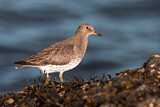Image. Surfbird