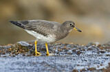 Image. Surfbird