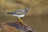 Image. Surfbird