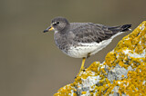 Image. Surfbird