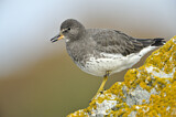 Image. Surfbird