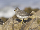 Image. Surfbird