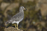 Image. Surfbird
