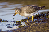 Image. Surfbird