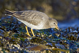 Image. Surfbird