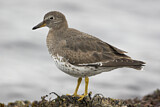 Image. Surfbird