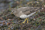 Image. Surfbird