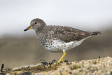 Image. Surfbird