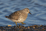 Image. Surfbird