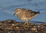 Image. Surfbird