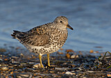 Image. Surfbird