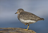 Image. Surfbird